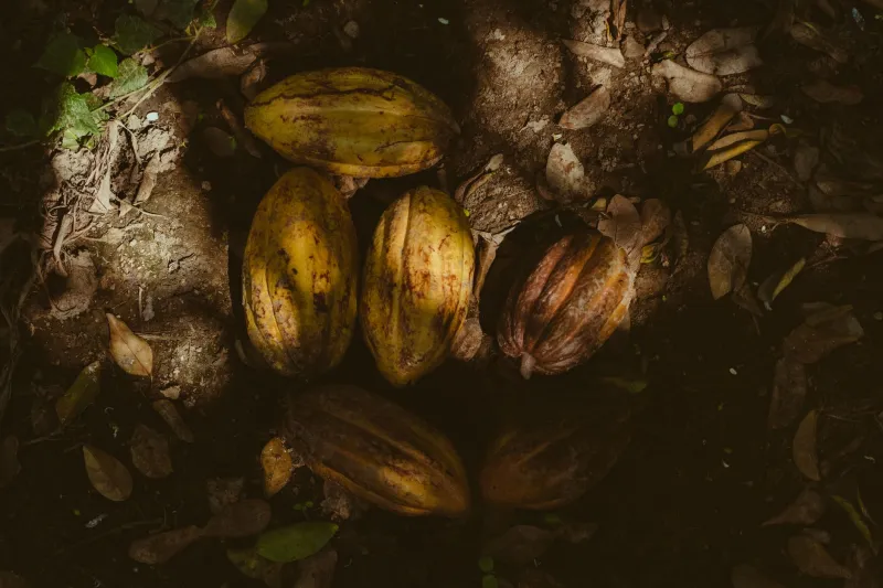 Del árbol a la tableta: el cacao maya y los sabores que han sobrevivido milenios